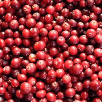 Cranberry glycerite extract